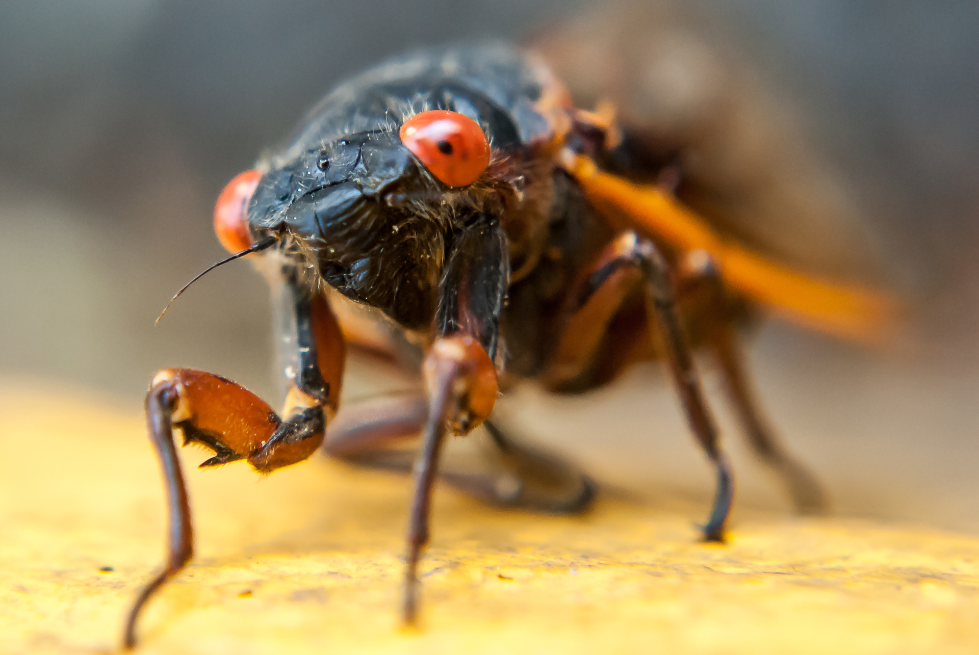 As Brood X Nears the Completion of its Life Cycle, We Are Left Listening to the Cicada Blues