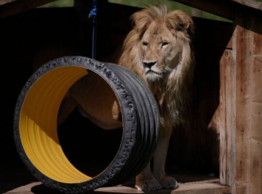 In Albania, Keeping Big Cats Is the Latest Fad for Organized Crime