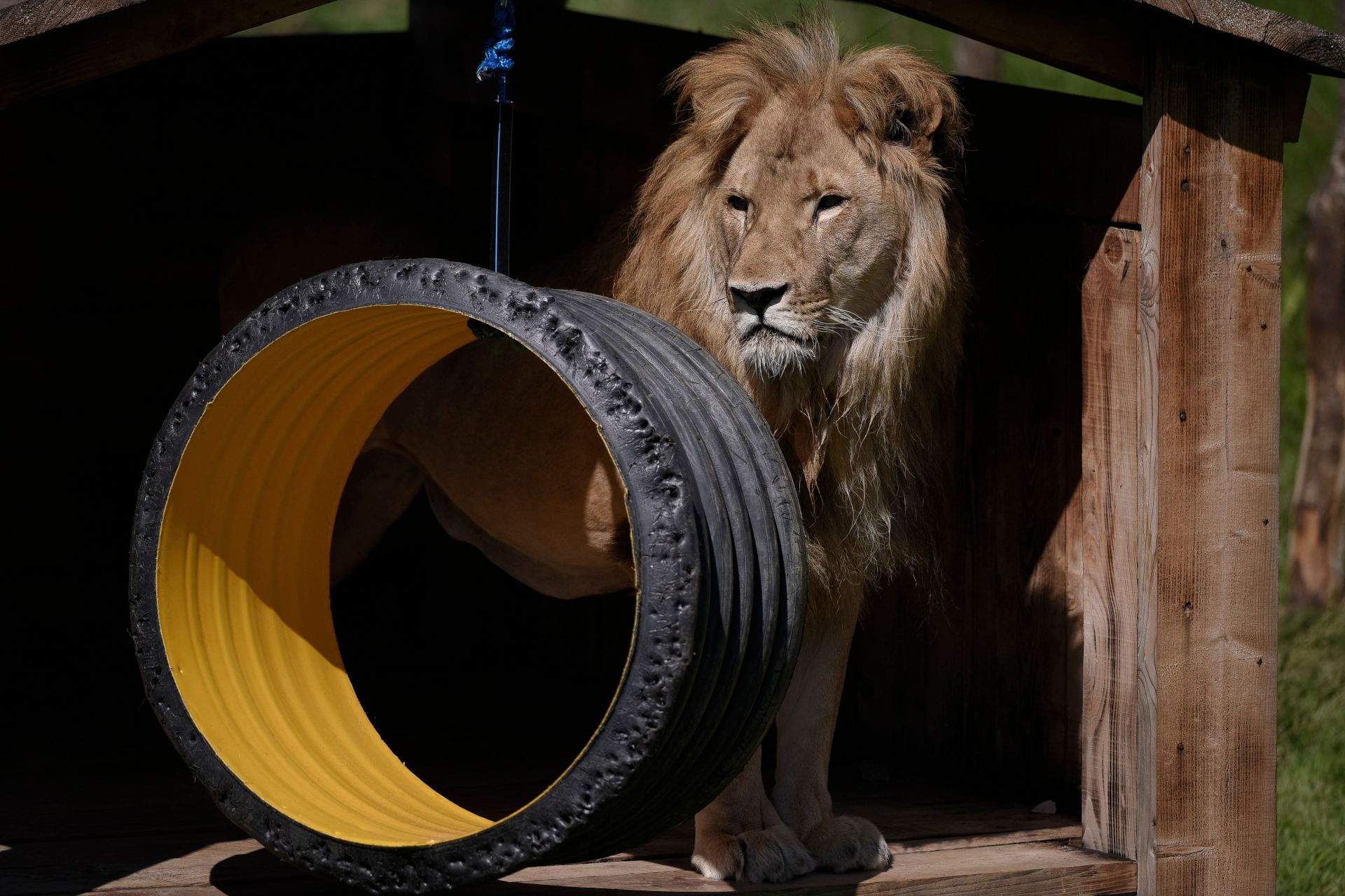 In Albania, Keeping Big Cats Is the Latest Fad for Organized Crime
